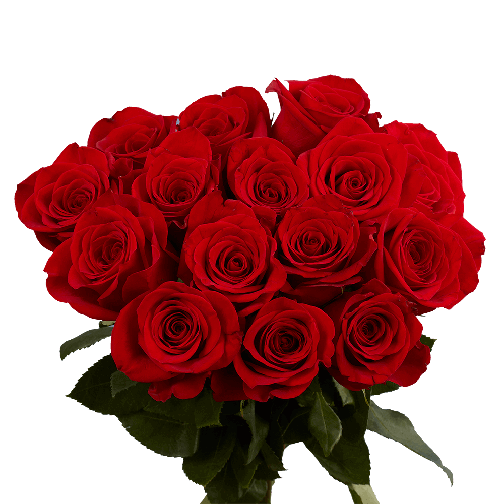 (OC)Rose Sht Anniversary Red 2 Bunches For Delivery to Faqs.Html, Indiana