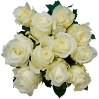 (OC) Rose Sht Alpe Dhuez White 2 Bunches