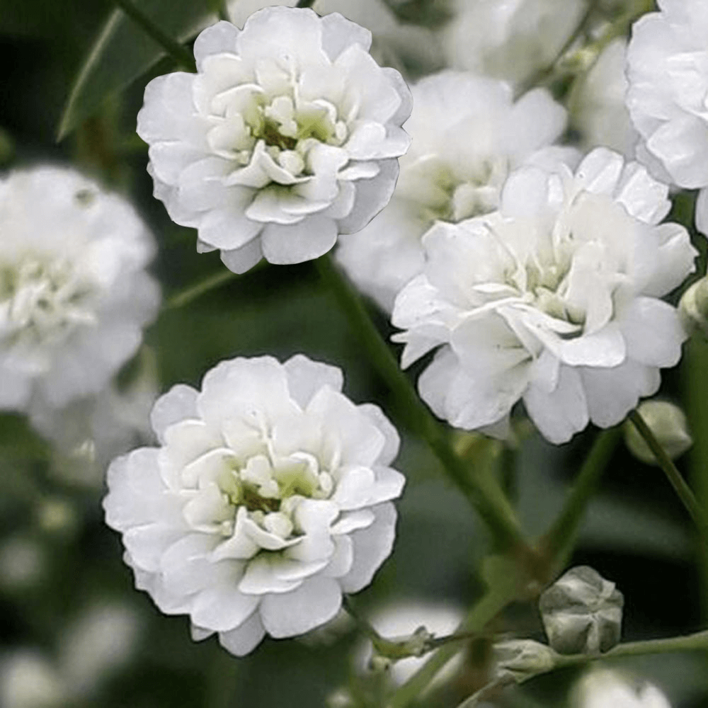 120 Stems of Baby's Breath