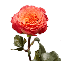 (OC) Garden Rose Sunset 36 For Delivery to Muncie, Indiana
