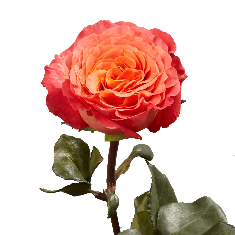 Online Best Sunset Garden Roses Flowers For Sale