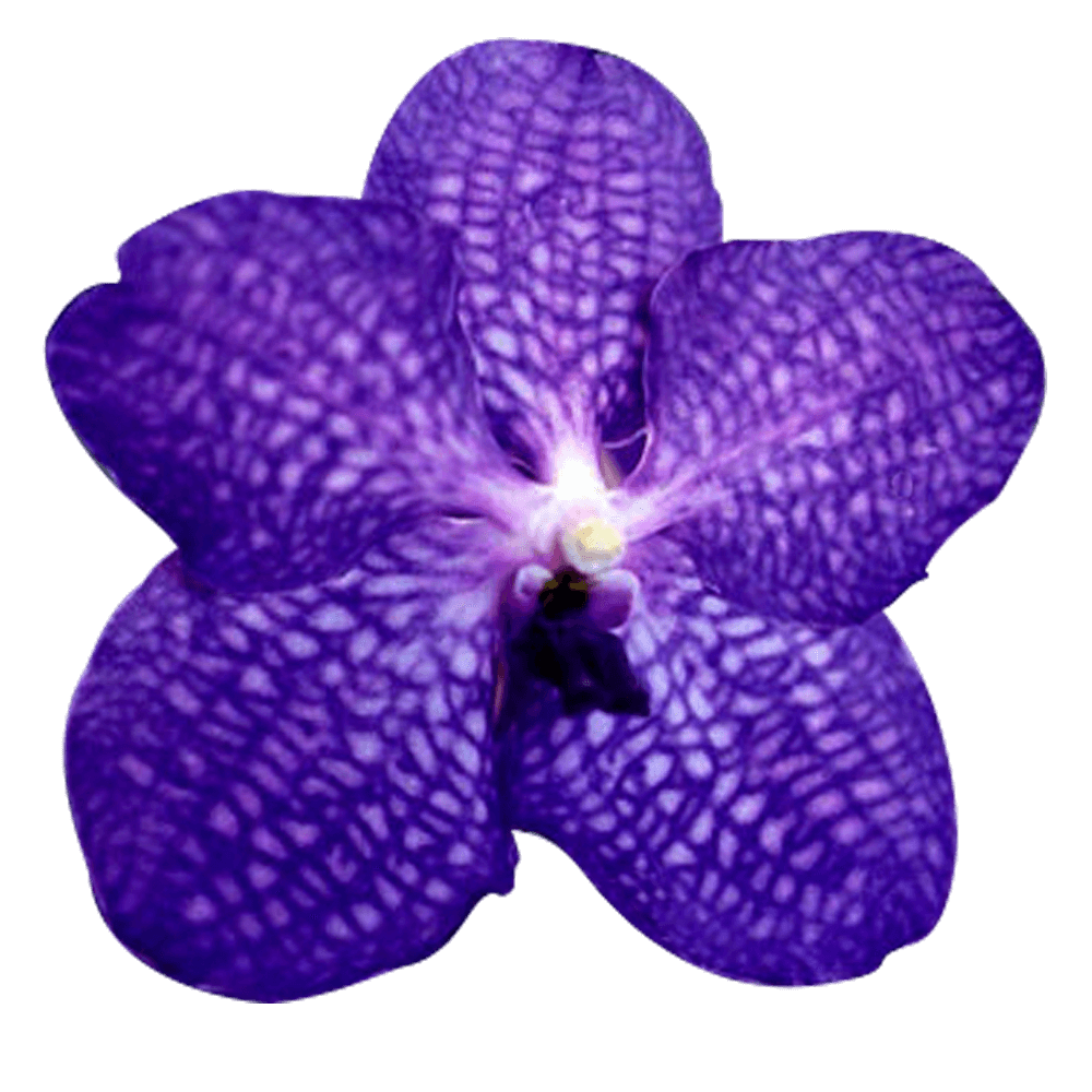 Online Blue Vanda Orchids For Sale