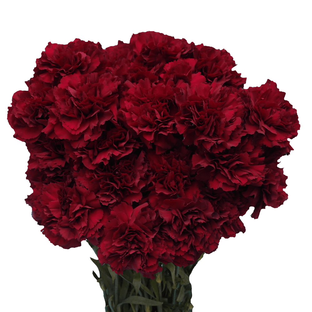 Online Burgundy Zurigo Carnations Discount Prices