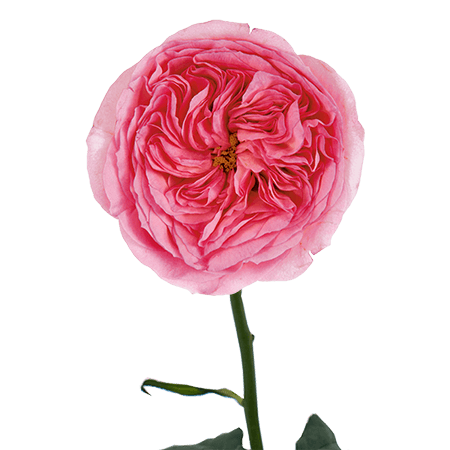 36 Pink Marietheresia Garden Roses