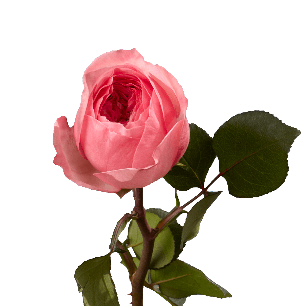 Online Buy Pink Garden Roses Flowers For Sale
