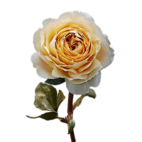 (OC) Garden Rose Caramel Antike 36 For Delivery to Ontario, California