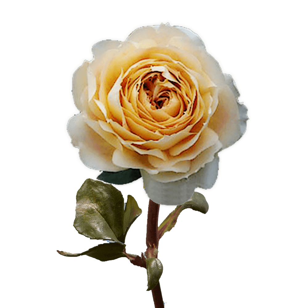 Online Caramel Antike Garden Roses Flowers For Sale