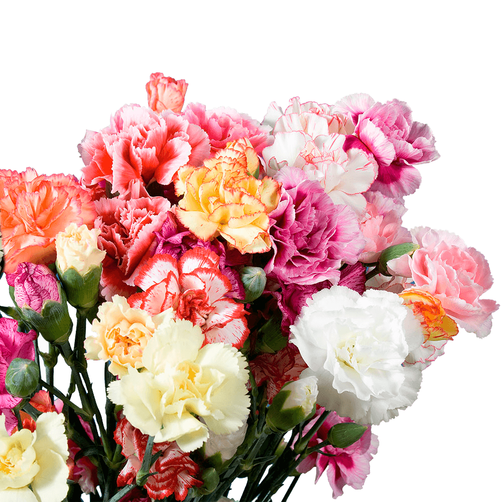 Online Carnation Flowers