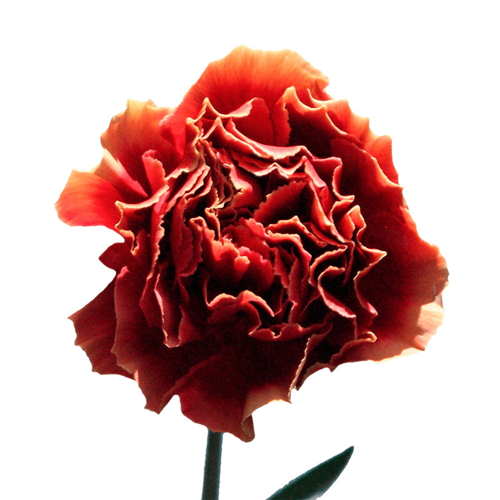 Qty of Piet Carnations For Delivery to Faqs.Html, New_Hampshire