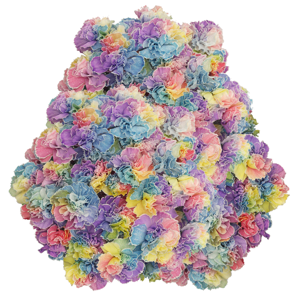 Online Carnations Tinted Rainbow Flower Delivery