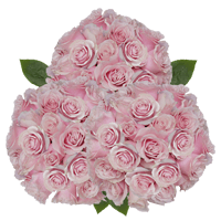 (QB) Rose Med Pink Mondial 100 Stems For Delivery to Hillsborough, North_Carolina