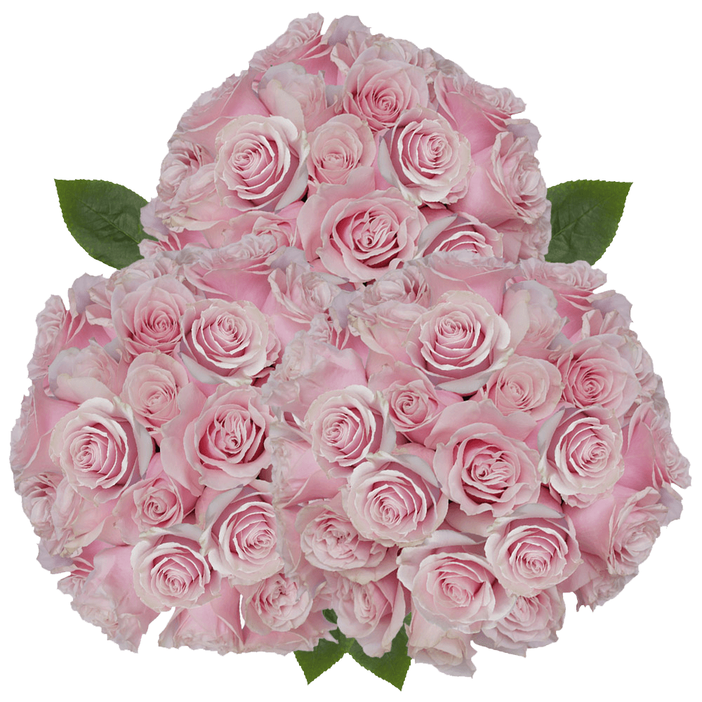 Online Cream and Light Pink Mondial Roses Cheap Flower Delivery