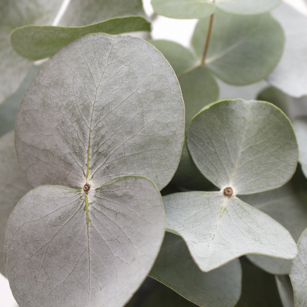Online Eucalyptus Gunnii Flower Fillers