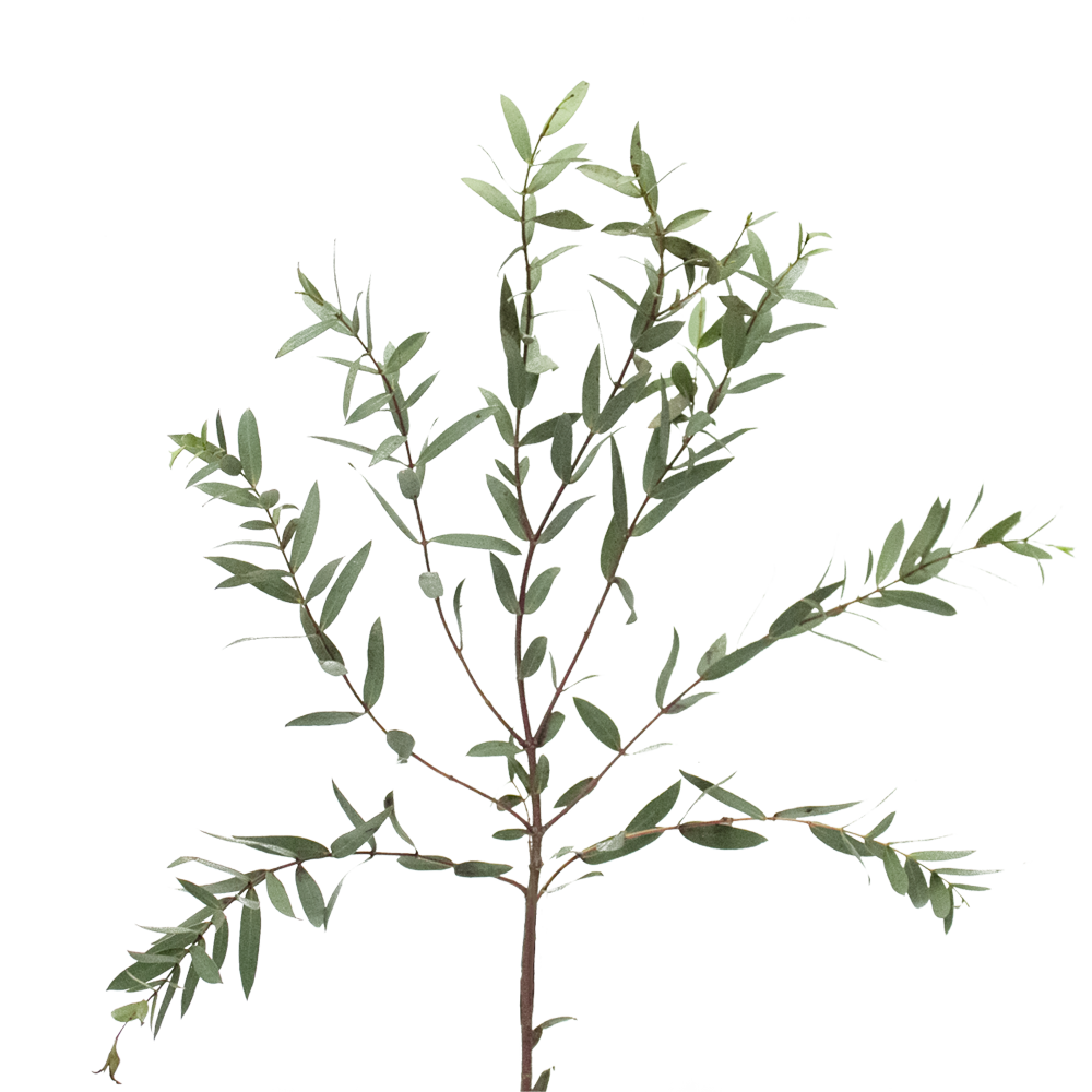 Online Eucalyptus Parvifolia Flower Fillers