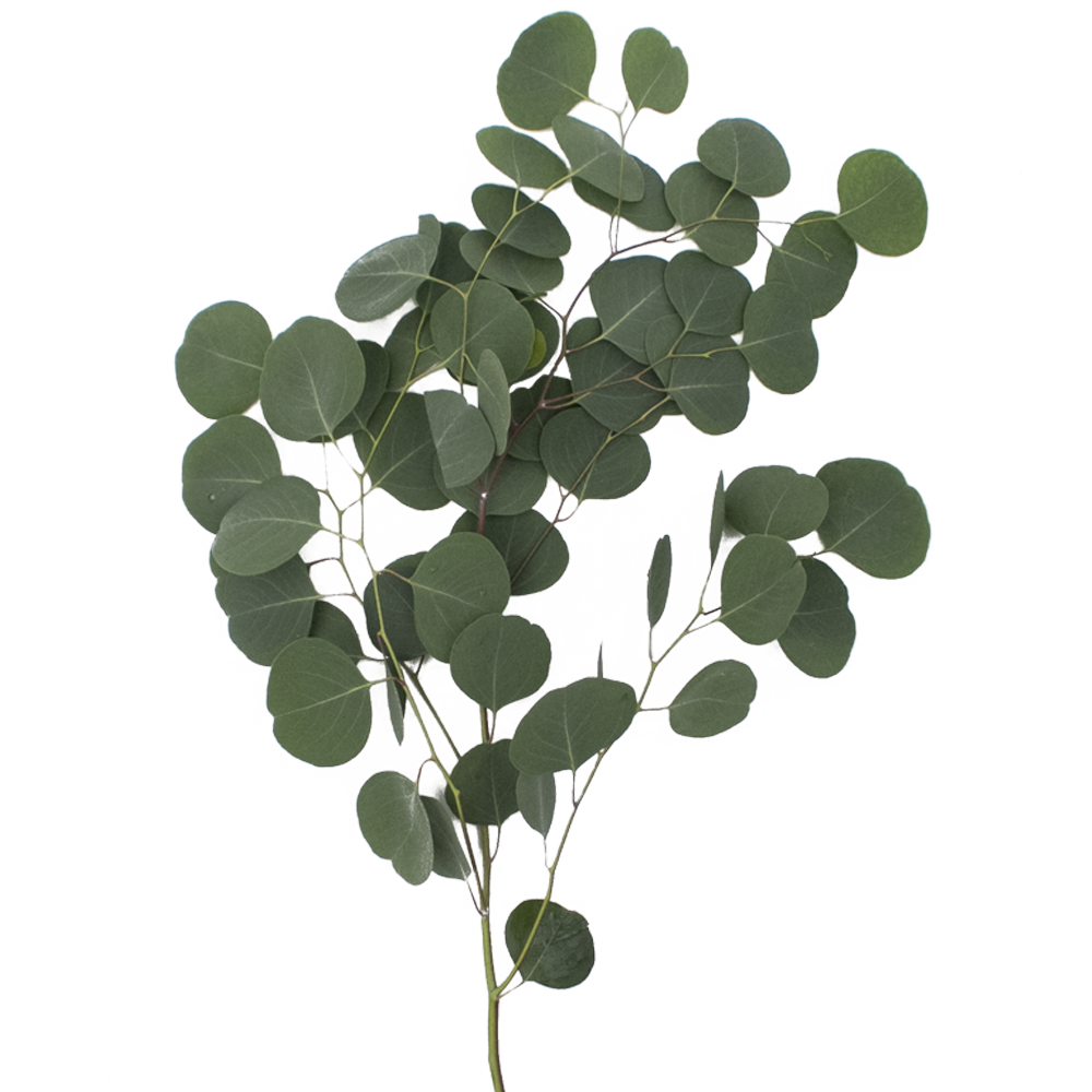 Online Eucalyptus Silver Dollar Flower Fillers
