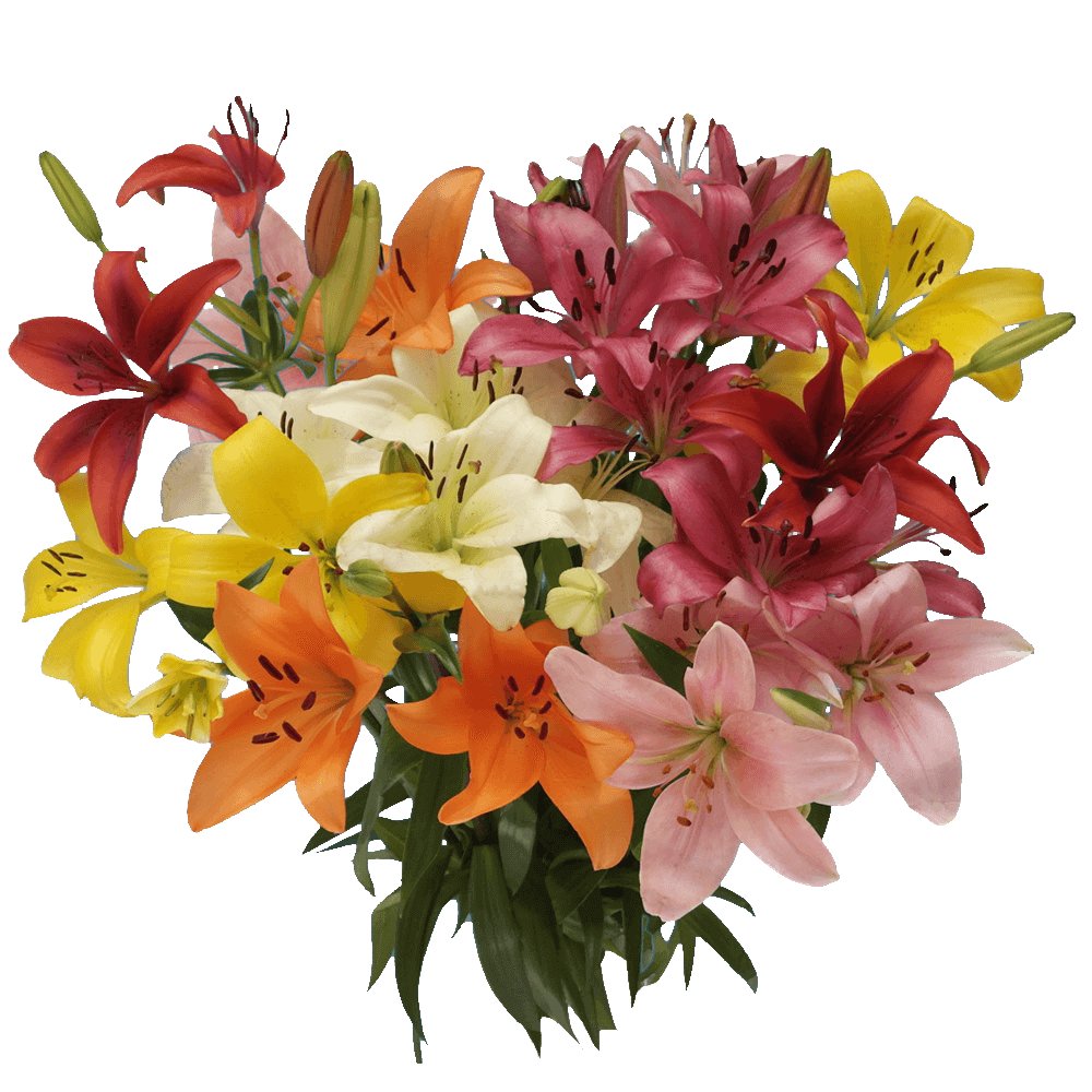 Qty of Asiatic Lily Flowers For Delivery to Camas, Washington