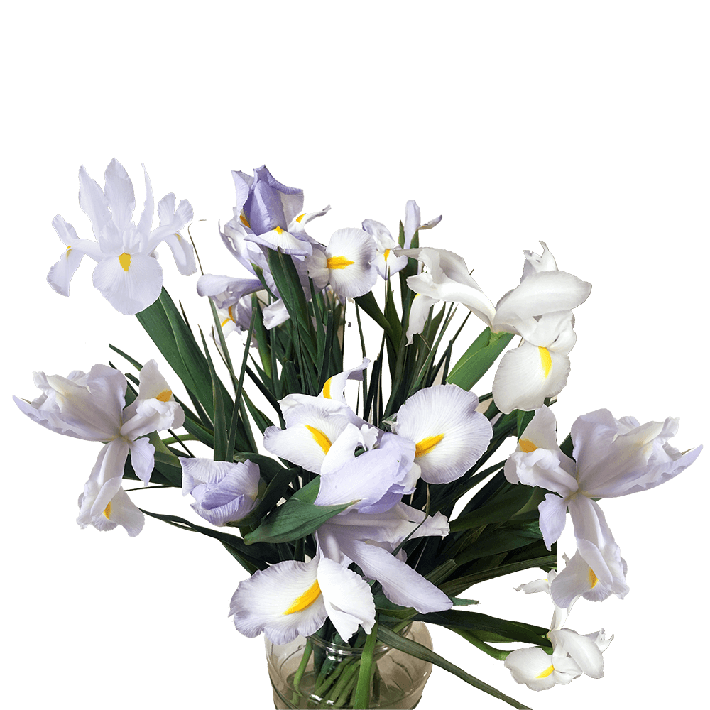 Online Flowers Bridal White Iris Flowers