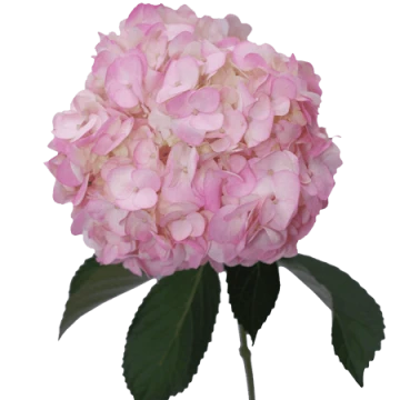 light-pink