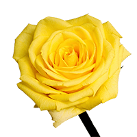 Qty of Gold Strike Roses For Delivery to Vicksburg, Mississippi