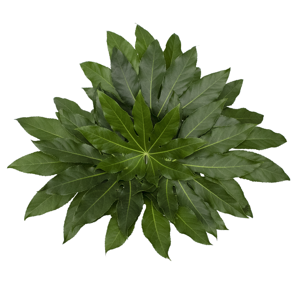 Online Green Aralia Flower Fillers