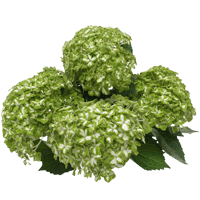 Green Variegated Hydrangeas 40 (HB) For Delivery to Chapel_Hill, North_Carolina