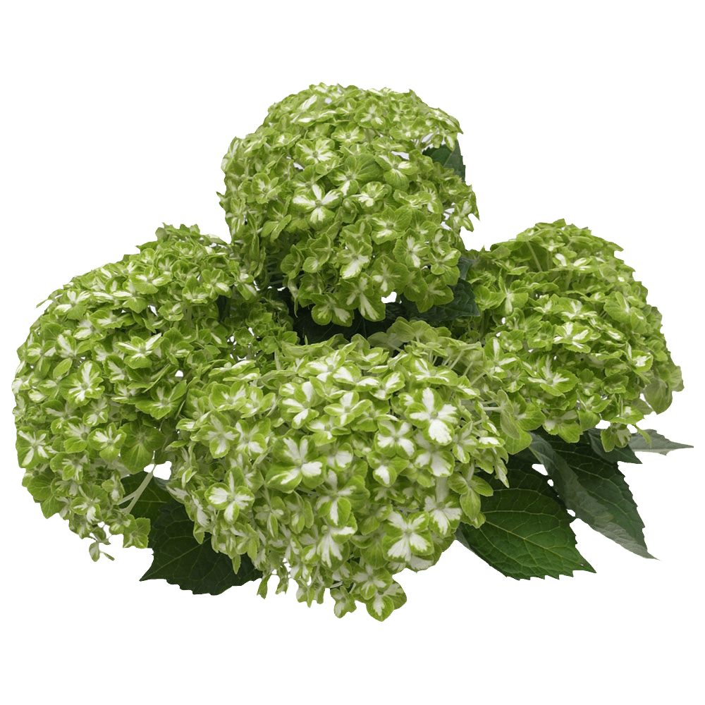 Online Green Variegated Hydrangea Flowers Online Delivery