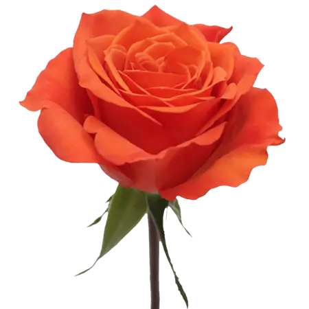2-Orange