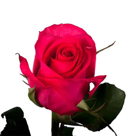 Hot-Pink