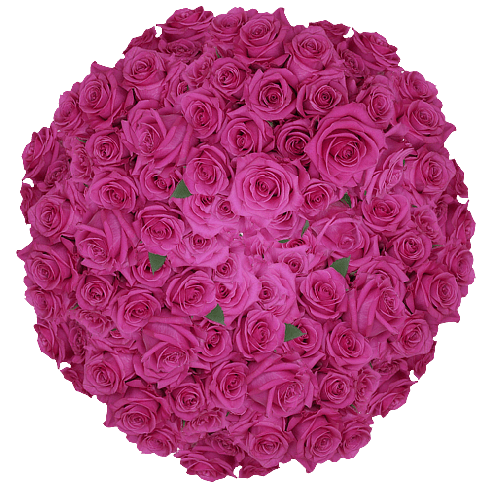 Online Hot Pink Tanoshi Roses Cheap Flower Delivery