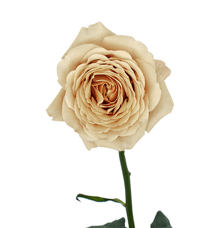 72 Golden Mustard Garden Roses