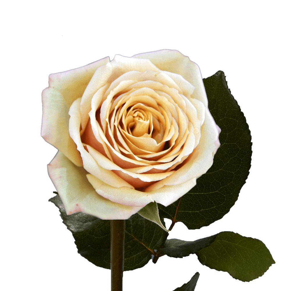 Online Ivory Garden Roses For Sale