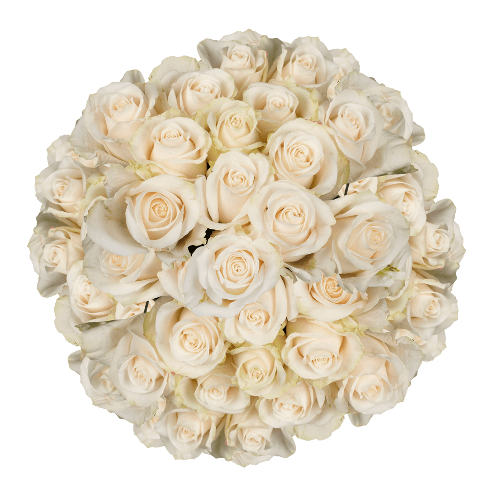 Order Ivory Roses Online Bulk Ivory Roses Delivery Order Ivory Roses Online Bulk Ivory Roses Delivery