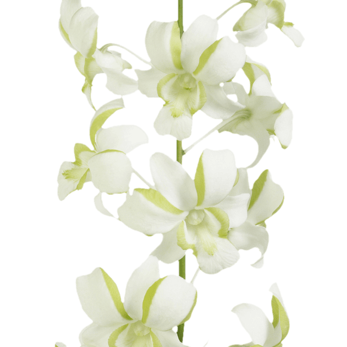 Online Liberty Dendrobium Orchids Cheap Flower Delivery