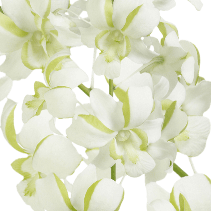 Online Liberty Dendrobium Orchids Discount Flower Sale