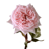 (QB) Garden Rose Princess Hitomi 72 For Delivery to Cicero, Illinois