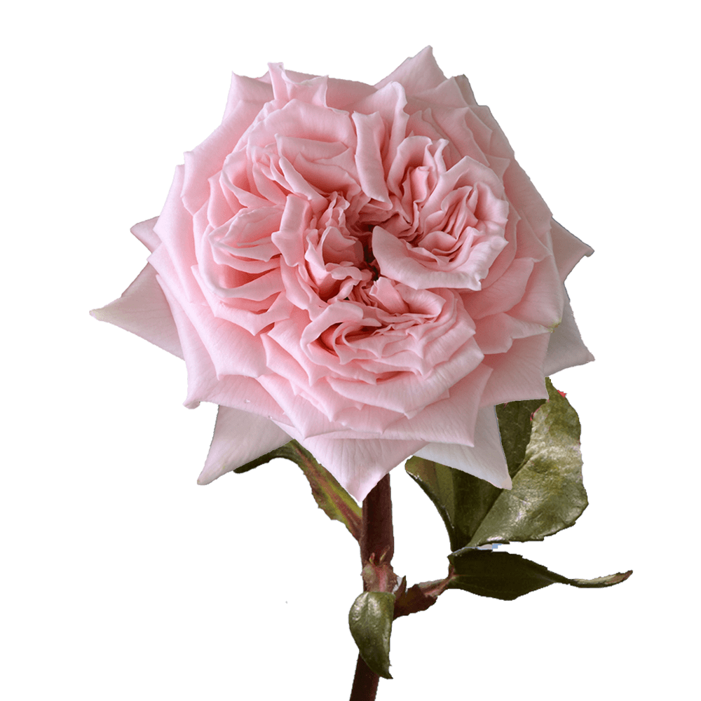 Online Light Pink Garden Roses For Sale