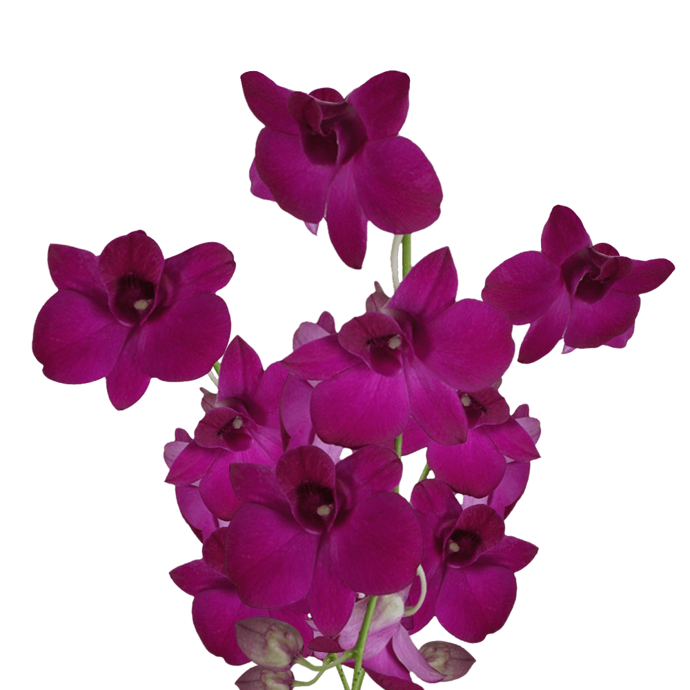 Online Madam Pink Dendrobium Orchids Cheap Flower Delivery