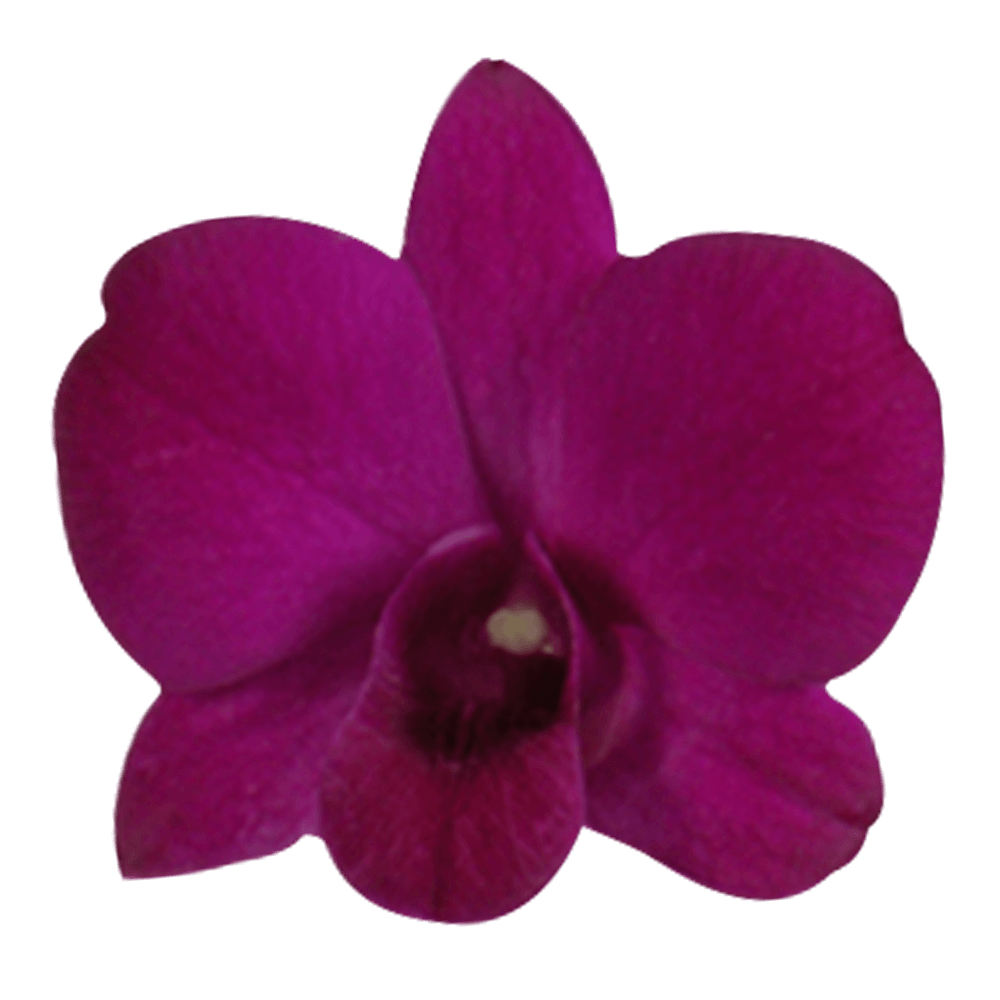 Online Madam Pink Dendrobium Orchids Discount Flower Sale