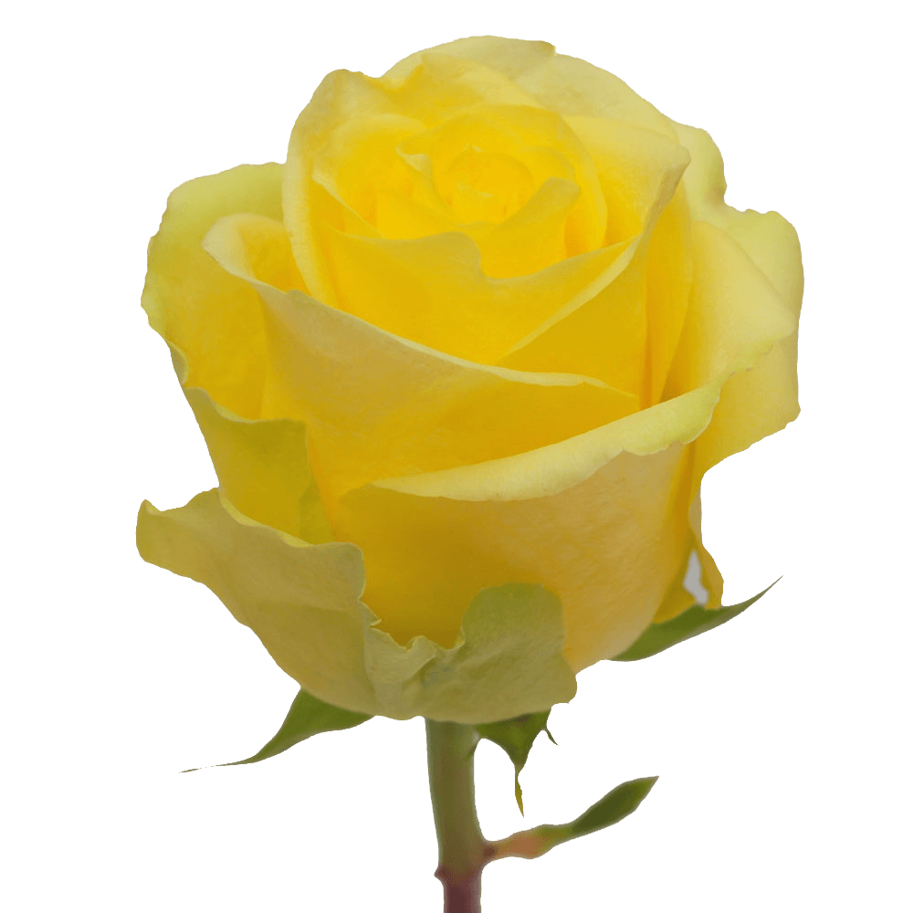 Minion Yellow Rose Qty For Delivery to Vista, California