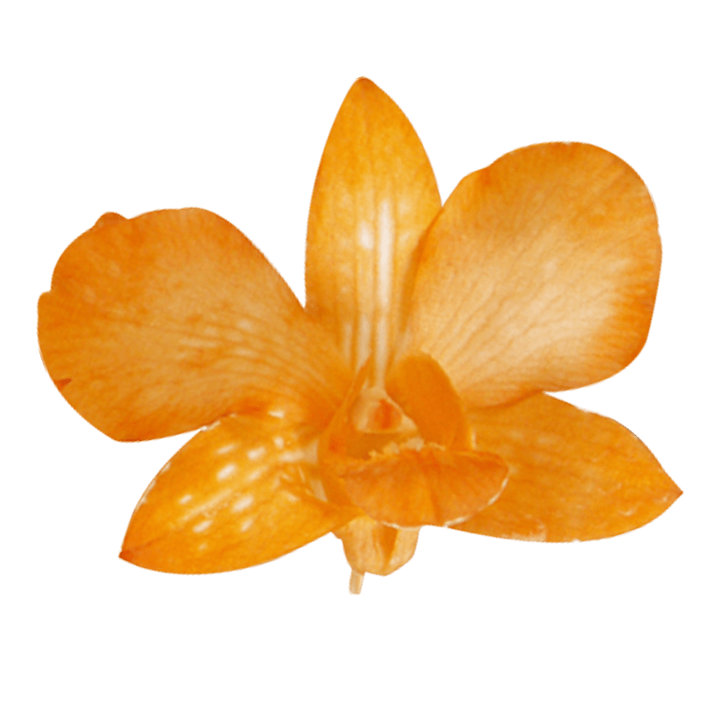 Online Orange Dyed Big White Orchids For Sale
