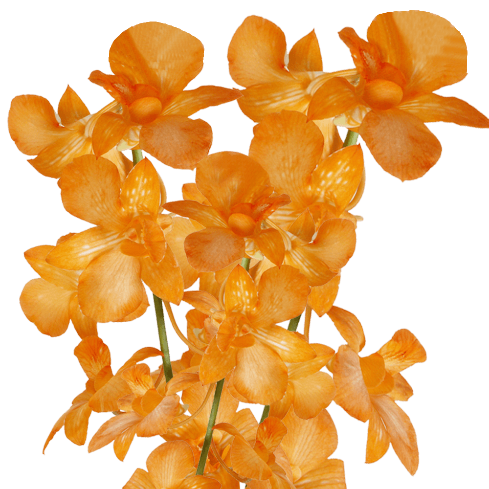 Qty of Orange Yubkuan Orchids For Delivery to Norman, Oklahoma