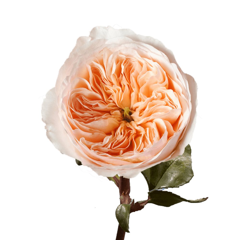 Online Peach Garden Roses For Sale