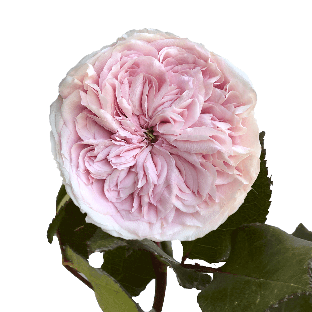 Online Pink Garden Roses Flowers For Sale