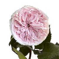 (QB) Garden Rose Wabara Senlitsu 72 For Delivery to Wheeling, West_Virginia