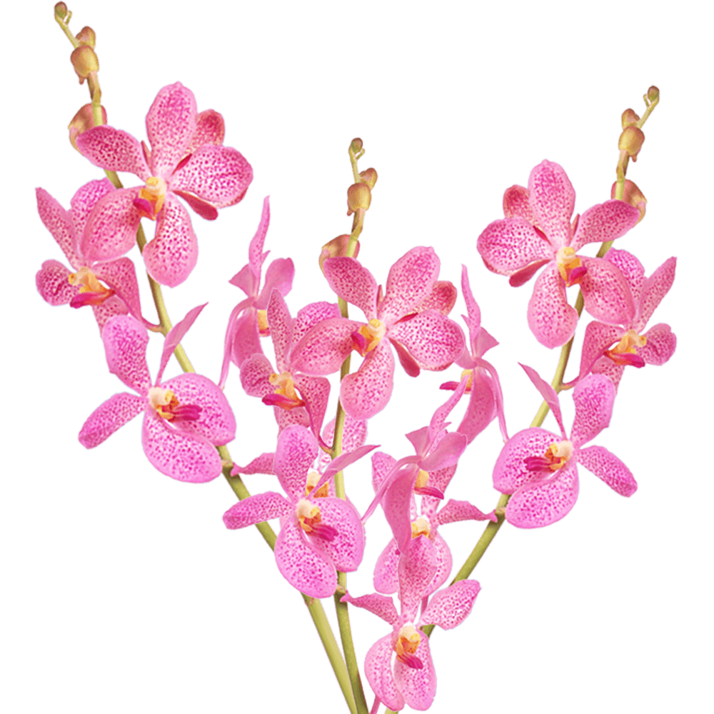 Qty of Pink Jubkuan Orchids For Delivery to Palm_Bay, Florida