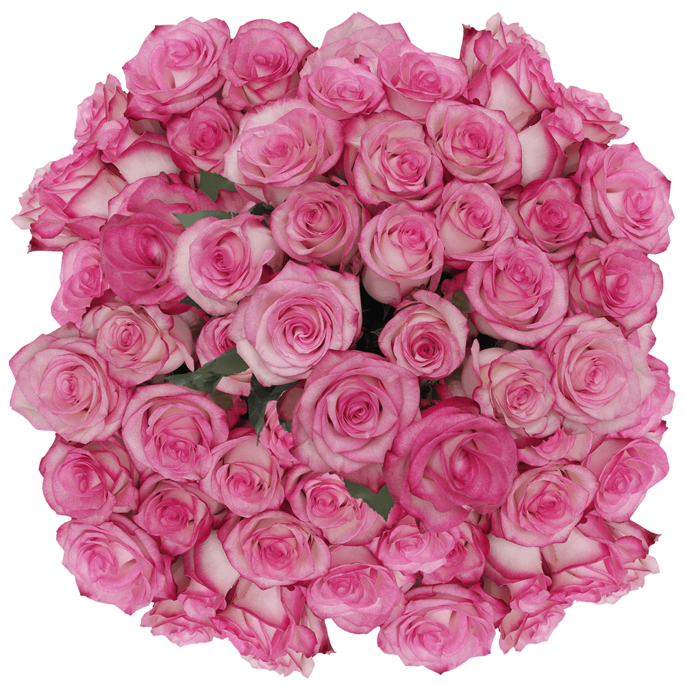 (HB) Rose Long Bicolor Paloma For Delivery to Jacksonville_Beach, Florida