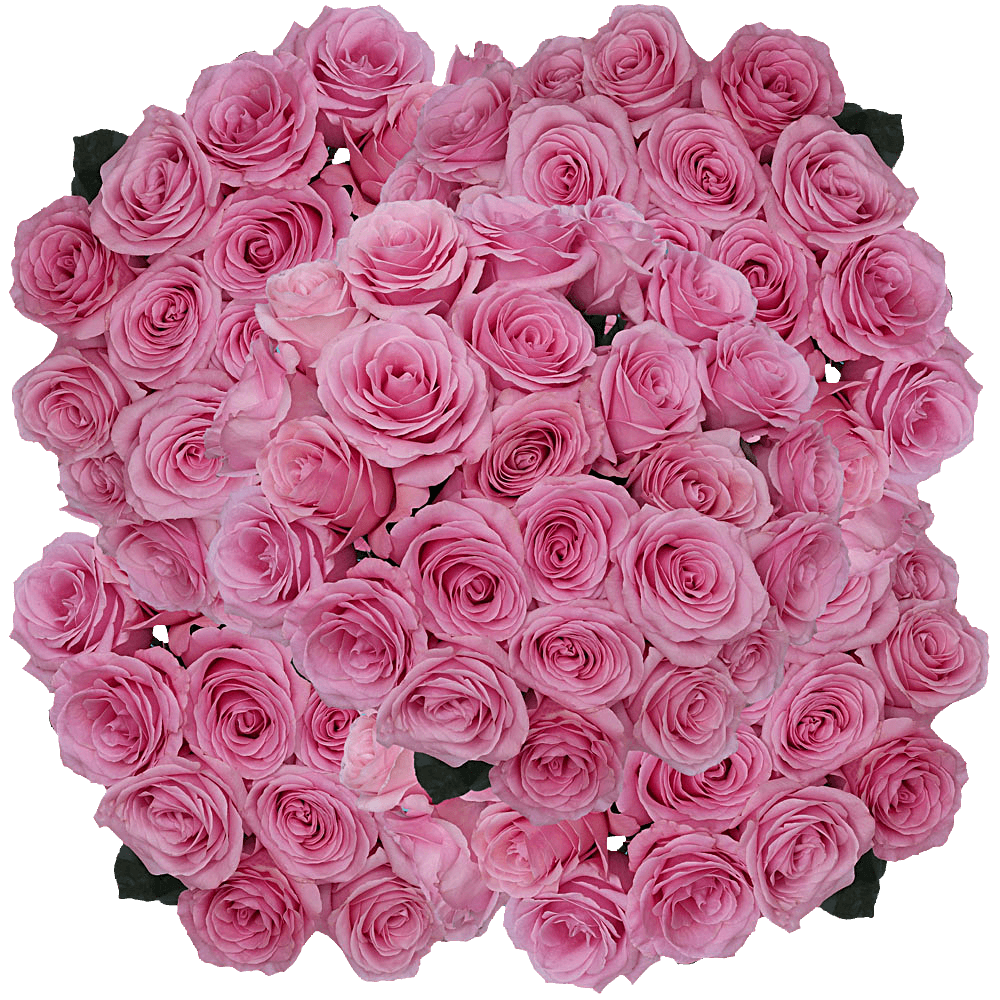 Online Pink Saga Roses Low Price | GlobalRose