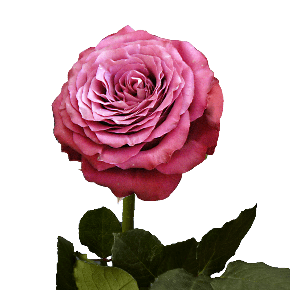 Online Purple Garden Roses Flowers For Sale