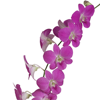 Orchids Queen Pink 70 (QB) For Delivery to Livonia, Michigan