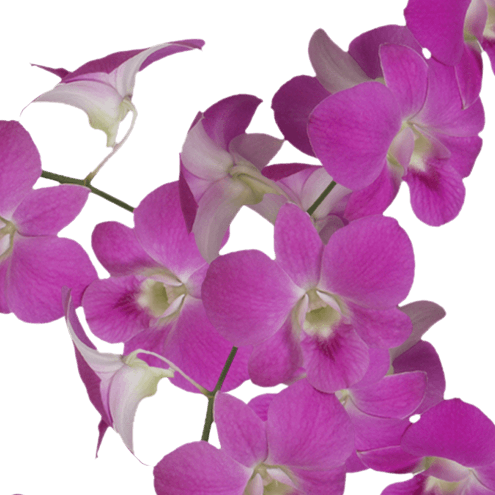 Online Queen Pink Dendrobium Orchids Discount Flower Sale